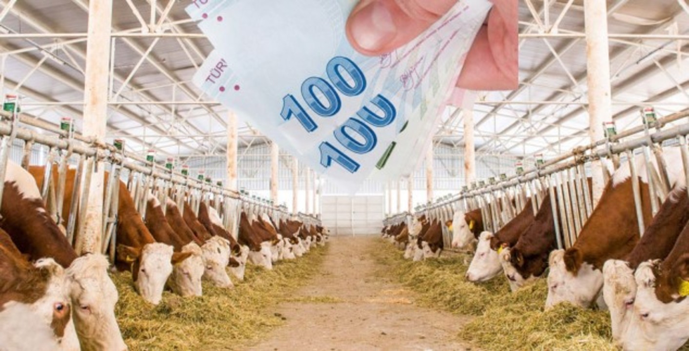 2020 TDK Hayvancılık Destekleme Kredisi Başvuru Şartları