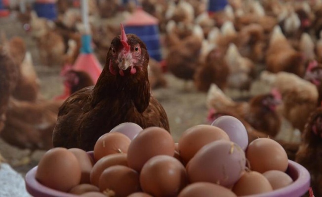 Tavuk Üretimi Düştü