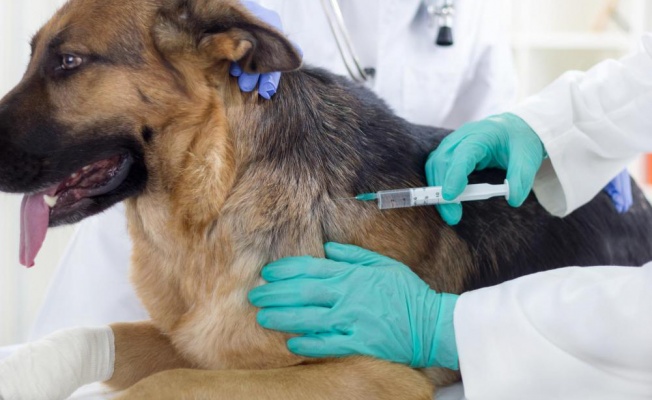 Eroğlu: Köpekler hastalığın kaynağı değil mağdurları