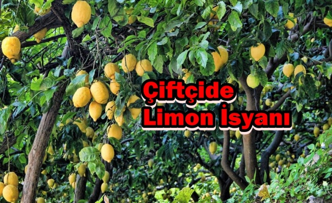 Çiftçide Limon İsyanı
