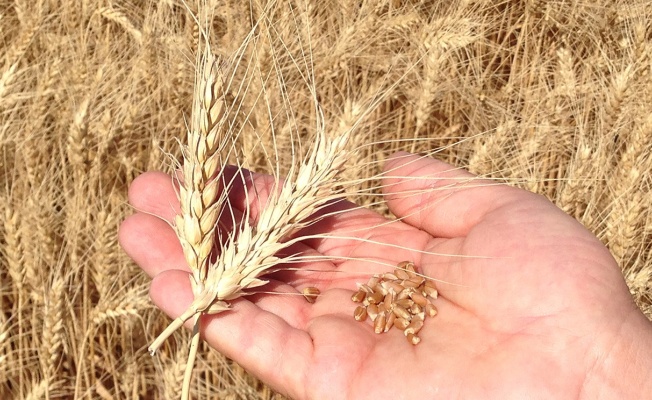 TMO’dan Buğday İthalatı