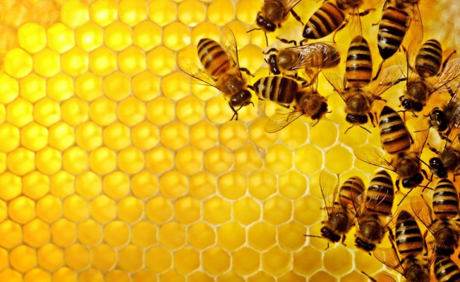 “Arılar İçin Arı Gibi Çalış”