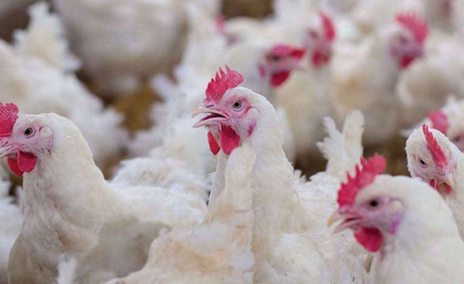 Tavuk Eti Üretimi Arttı