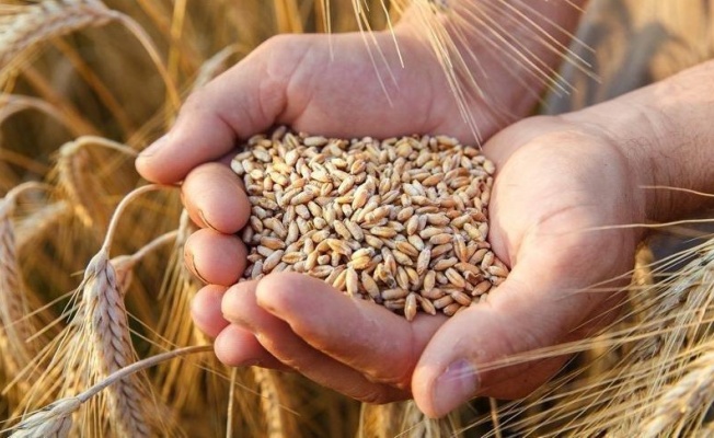 Uygun Fiyatlı Buğday Uygulaması Devam Edecek