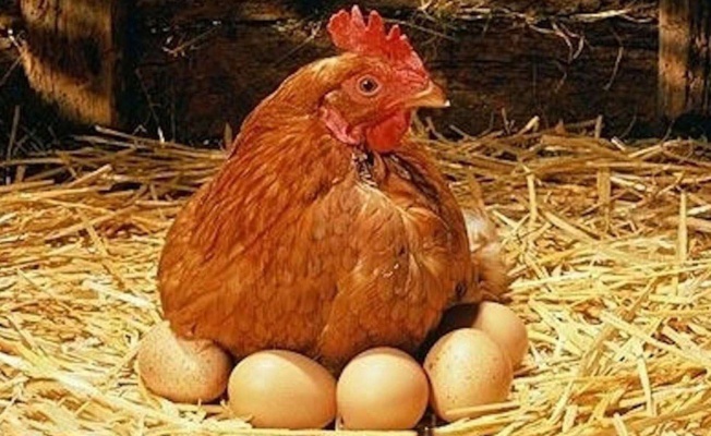 Tavuk Eti Ve Yumurta Üretimi Arttı!