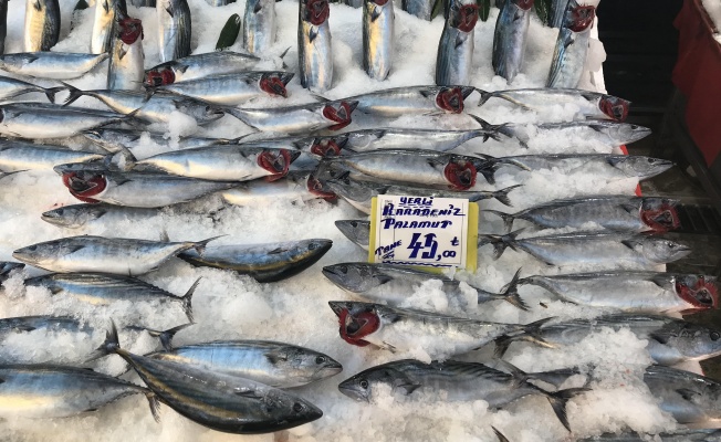 Balık Fiyatları Düştü!