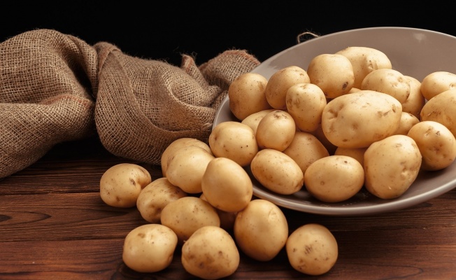 ‘Patates siğili’ Desteği  Arttı!