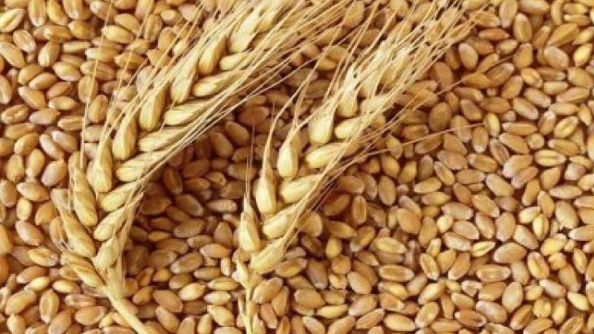 50 ton buğday ve 39.1 Ton Yazlık Arpa Tohumu Üreticilere Teslim Edildi