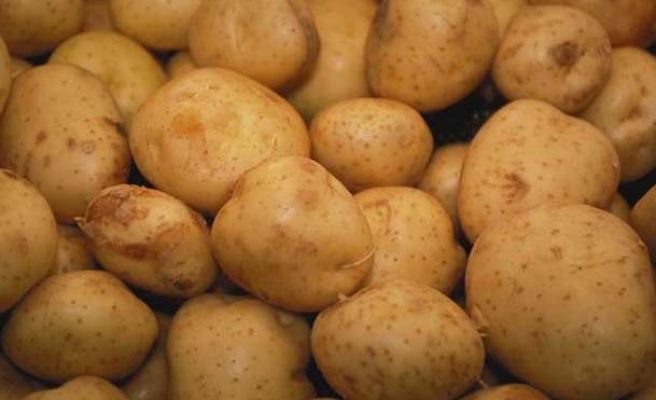 7 Bin Ton Patates Elde Kaldı
