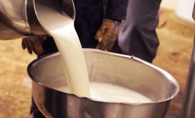 Nisan Mayıs Haziran Çiğ Süt Desteği Ödenecek