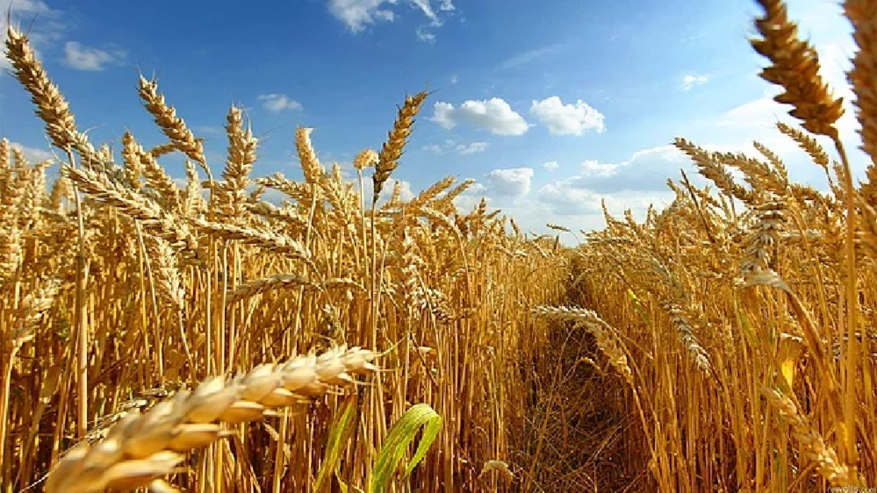 Türkiye, Rusya'dan Tarım Ürünleri İthalatını Artırdı