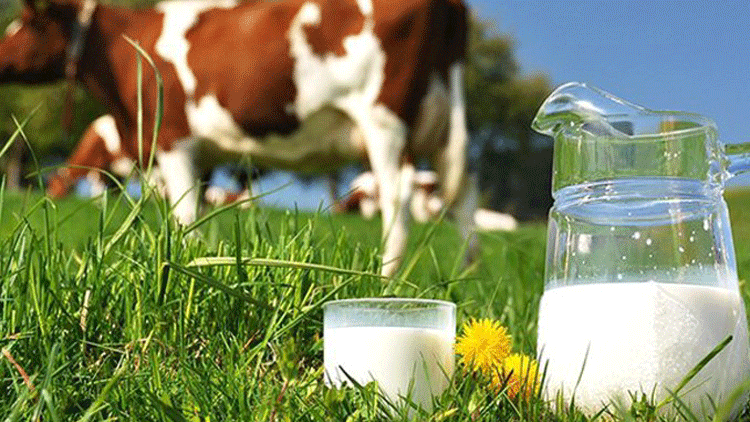 Tzob Başkanı Bayraktar: Süt Üreticisi Zorda