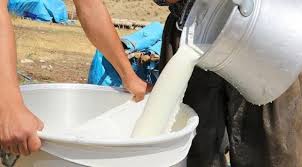 Üreticilerimize Çiğ Süt Desteği Ödemesi Bugün Yapılıyor